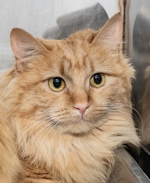 Bring Sunshine & Other Adoptable Pets Home