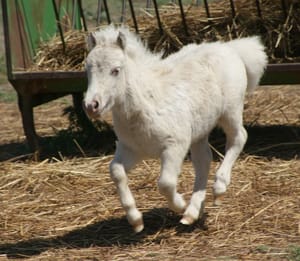 Miniature Horse Extravaganza at Central Mall