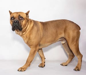 Adoptable Pets At The Salina Animal Shelter - July 11, 2024