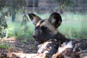 Rolling Hills Zoo Introduces New African Painted Dog to Resident Pack