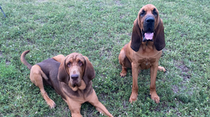 Saline County Sheriff's Mounted Patrol and Rescue Squad Bloodhounds Successfully Complete Advanced Wilderness Trailing Certification