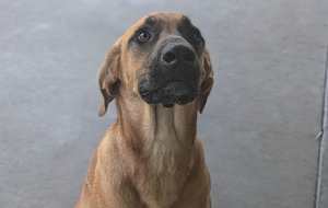 2-Year-Old Hound Mix Jackie O Available for Adoption at Salina Animal Shelter