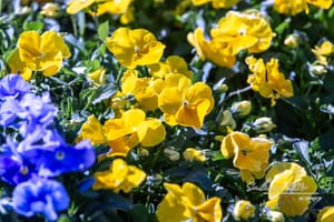 Exclusive: As Spring Arrives, Kaw Valley Greenhouses Prepares Salina Gardeners for a Productive Growing Season