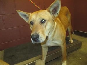 Salina Animal Shelter Dog of the Week: Meet Emma, a Gentle Soul Looking for a Second Chance
