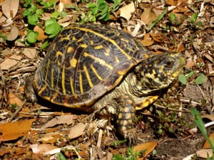 Crossing Season for Kansas Box Turtles: Rolling Hills Zoo Explains What’s Legal, Helpful, and Harmful