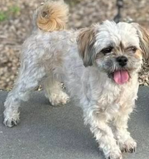 Update on Luna – Missing Dog Safely Returned