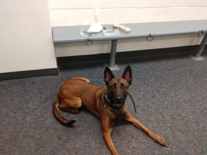 Saline County Sheriff’s Office K-9 Maggie Retires After Seven Years of Service